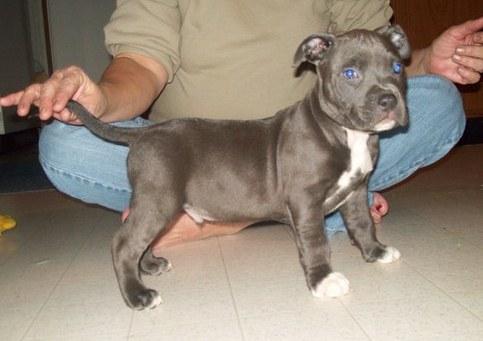 macho pitbull americano cachorro que es de 11 semanas de edad