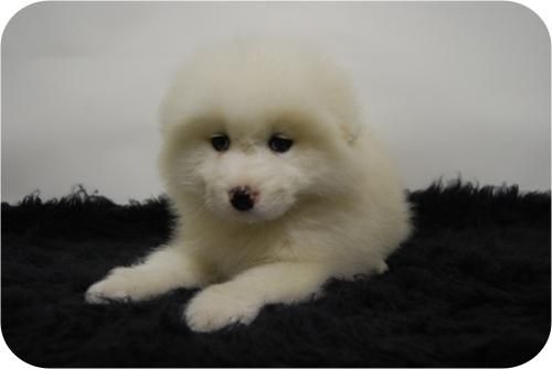 machos y hembras de samoyedo!! cachorrines preciosos!!para entregar*