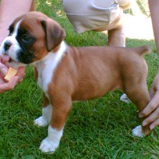 Regalo, Boxe adores Hermosos Cachorros