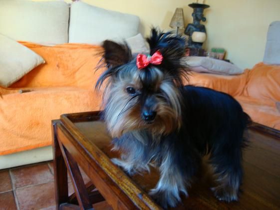 yorkshire terrier,alta selection,cachorro macho,linea coramonte ,650 euros