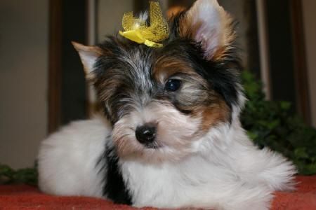 YORKSHIRE TERRIER CACHORROS PRECIO ASEQUIBLE 135EUROS