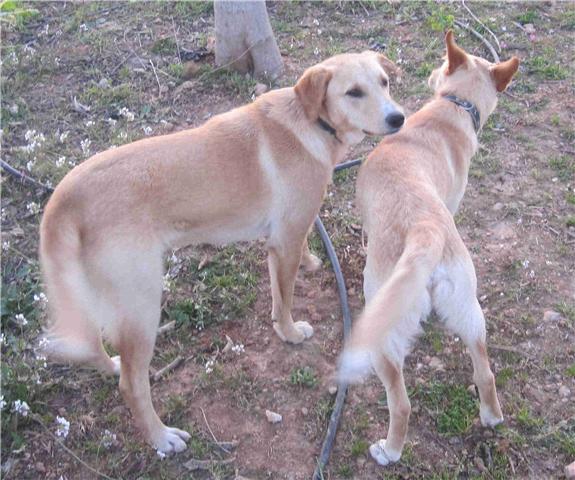 zipi y zape,xlabradores hermanos,adopcion