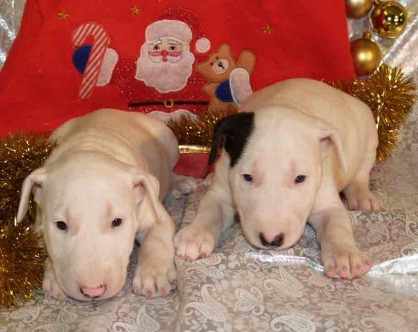 ¡Tu Bullterrier al mejor precio!