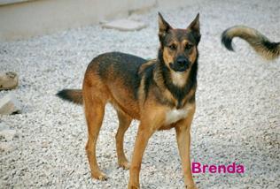 Adopta a Brenda