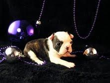 BULLDOG FRANCES CACHORRITOS DE TODOS LOS COLORES  120