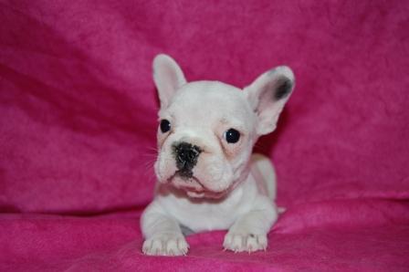 BULLDOG FRANCES CON PEDIGREE 480€