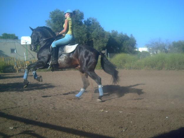 caballo pre castaño morcillado