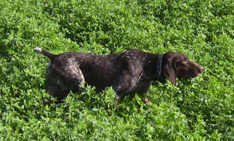 Cachorros Braco Aleman Afijo 