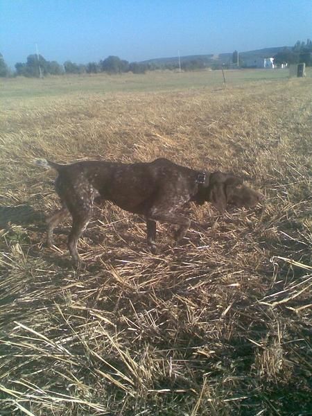 Cachorros Braco Aleman Afijo 