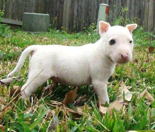 este bull terrier también va de la mano con los niños y otras mascotas