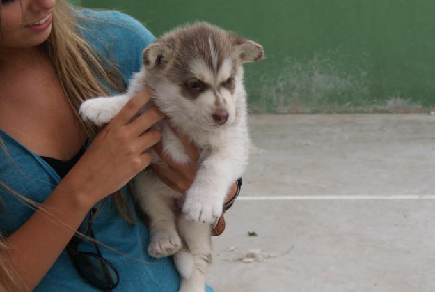 HUSKYS SIBERIANOS PRECIOSOS!