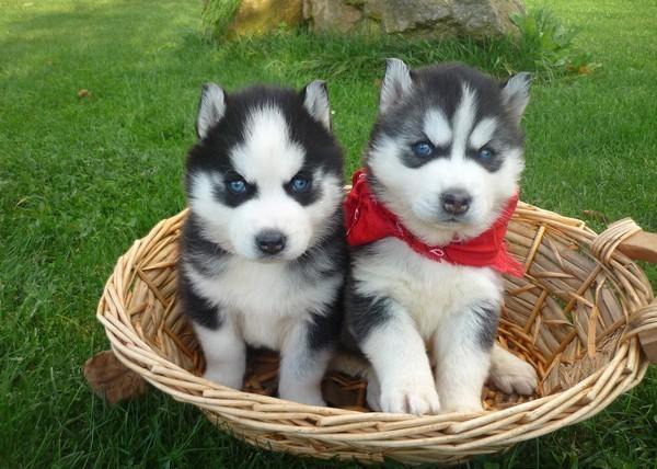 Los cachorros siberian husky con encanto