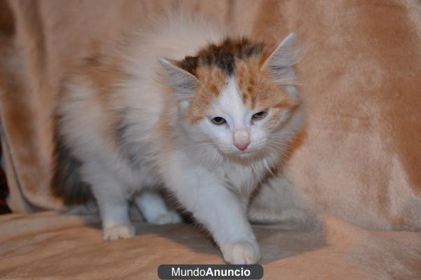 OFERTA COMPRA GATITA ANGORA PARA PAPANOEL !!!