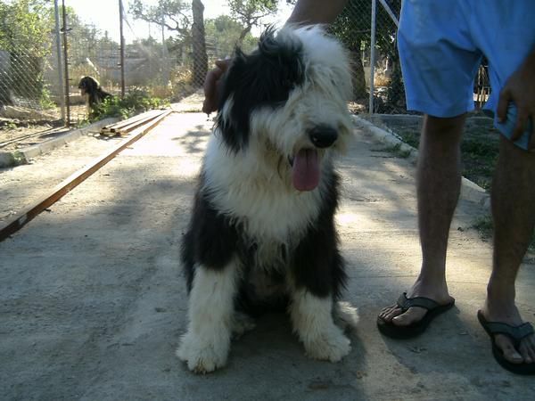 se vende cachorrita bobtail