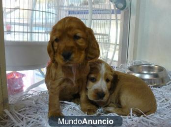 vendo cachorro cocker spaniel ciudad real