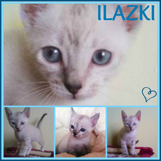 Lazki preciosa gatita bebé mezcla se siames en adopción