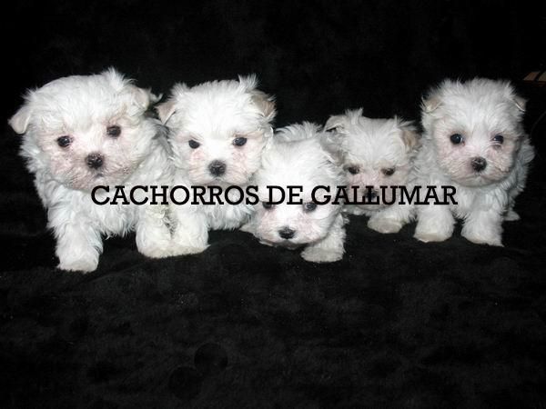 BICHON  MALTES PRECIOSOS MINIATURA