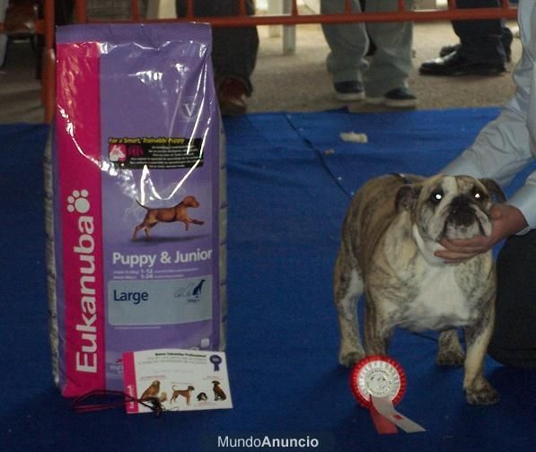 Bulldog ingles hembra de 2 años 1500 euros