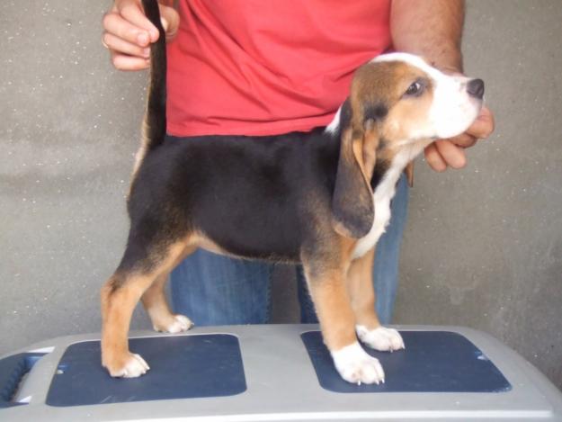 Cachorritas de beagle