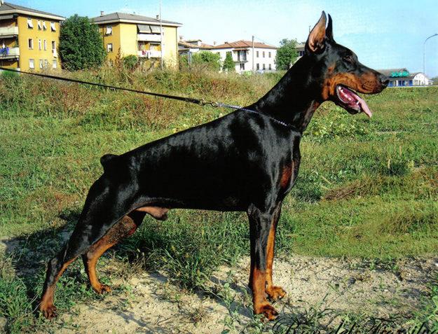 Cachorros Dobermann Ch.Italia