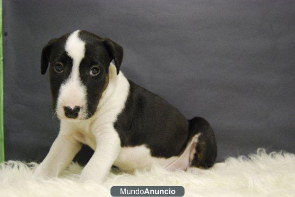 Disponibles en Madrid, cachorros de bull terrier, informate en nuestro espacio web www.doogs.es