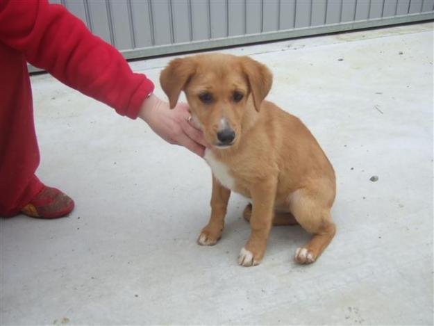 ERIKA, cachorrita de 2 meses abandonada el dia de Nochebuena.CÓRDOBA