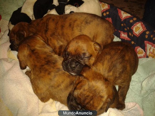 preciocos cachorros de boxer