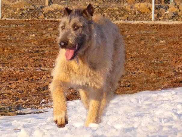 Proxima camada de irish wolfhound