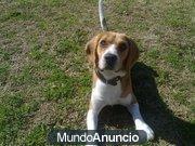 regalo beagle tricolor