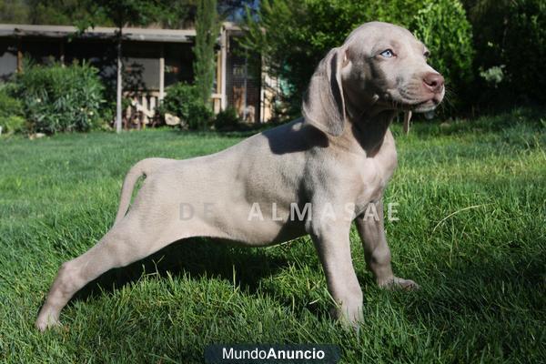 BRACO DE WEIMAR, CACHORROS