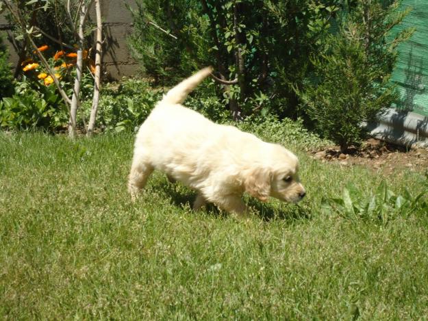 camada de Golden retriever con 2 meses, listos para entregar en 5 dias. preciosos