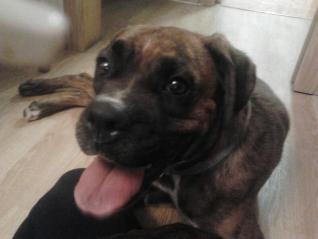 doy en adopcion perrita boxer atigrada