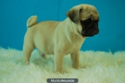 EJEMPLARES CARLINO PUG DIFERENTES COLORES; FOTOS REALES - mejor precio | unprecio.es