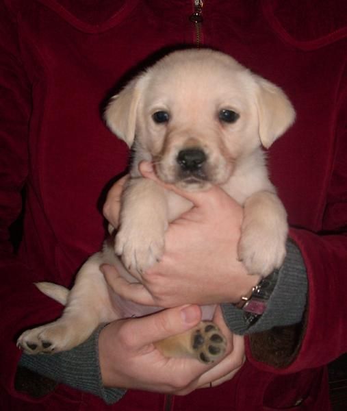 LABRADOR CON PEDIGREE