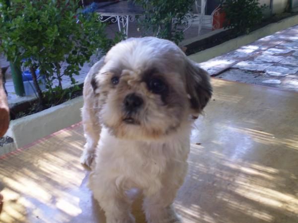 Oportunidad, machito shih tzu mini