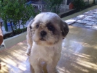 Oportunidad, machito shih tzu mini - mejor precio | unprecio.es