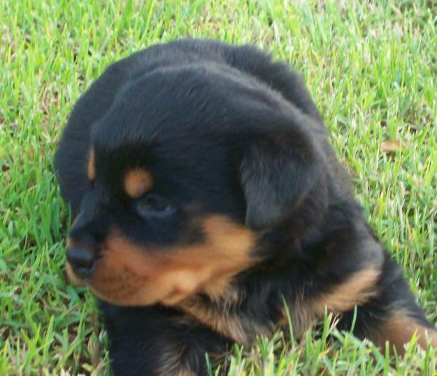 ROTTWEILER