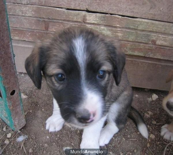 VIOLETA, cachorra de 1mes 1/2 .. una pelusa de tam. mediano