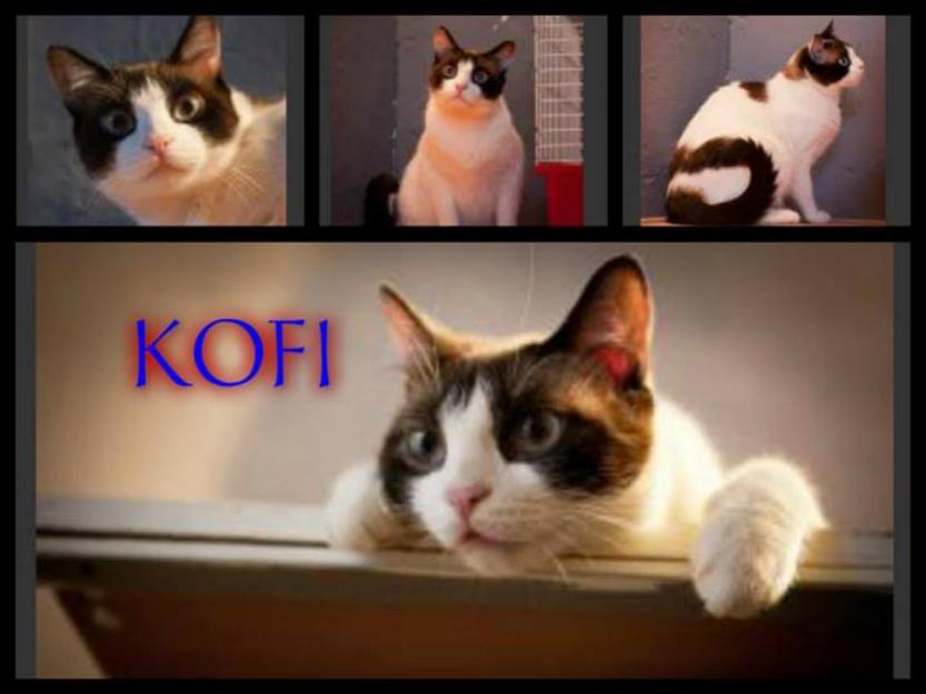 Kofi, gato de 2 años en adopción