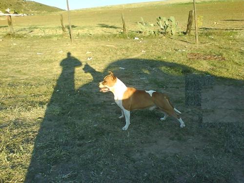 American Staffordshire Terrier para montas