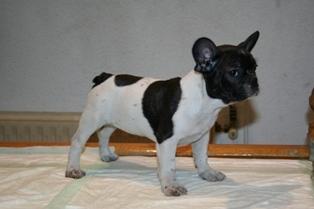 Bulldog frances blancos y negros con excelente pedigree, 400 euros.