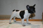Bulldog frances blancos y negros con excelente pedigree, 400 euros. - mejor precio | unprecio.es