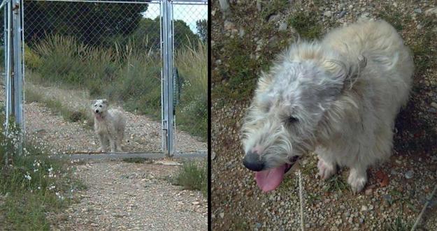 Cachorrita muy guapa en adopción, URGENTE!