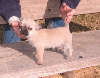 chihuahua cachorros