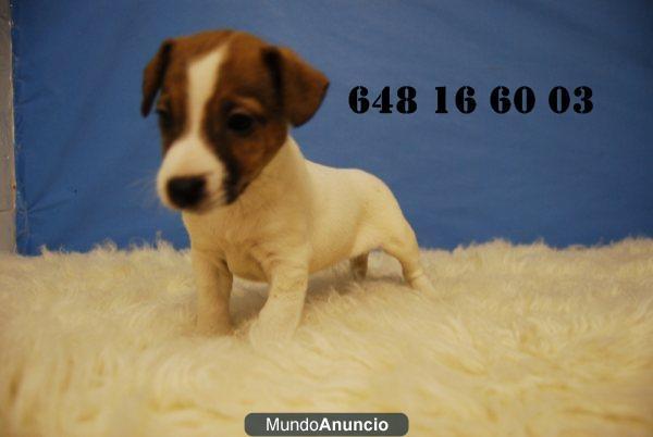 jack russell terrier, machos y hembras con dos meses, con dos meses