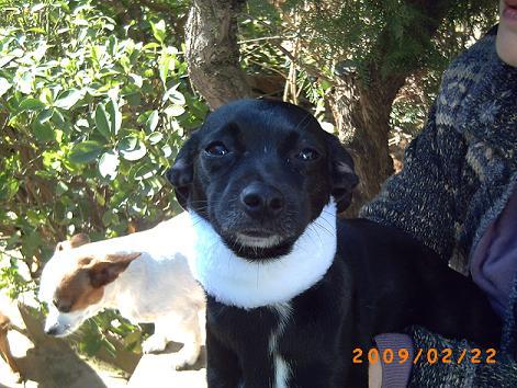 kira, cachorrita en adopción