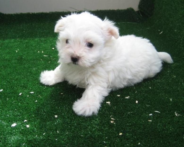 Malteses cachorros miniatura con pedigri.