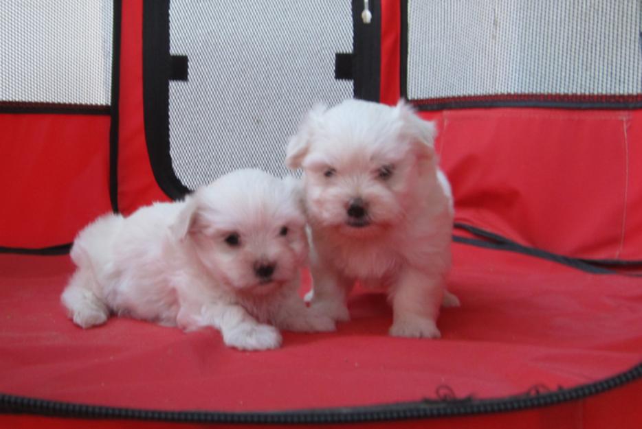 Malteses cachorros miniatura con pedigri. Una pasada.