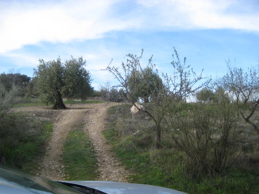 Parcela con 186 olivos 48 almendros y monte bajo