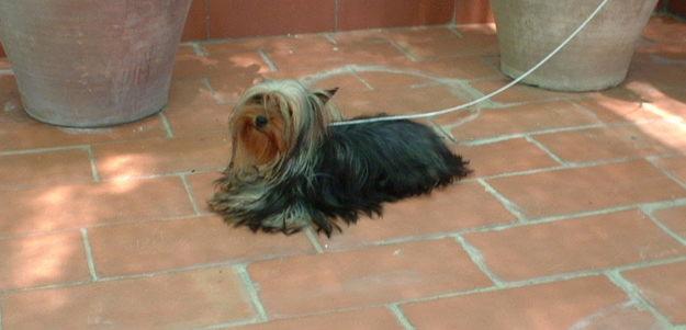 adultas de yorkshire terrier